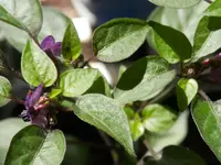 P4120389.webp