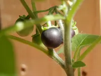 P4120393.webp