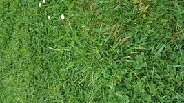 Rasen.webp