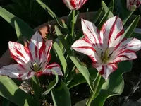 2017Tulpe1.webp