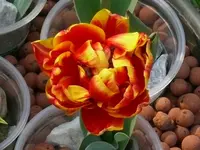 2017Tulpe4.webp