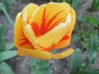 P1000655.webp
