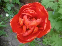 P1000660.webp
