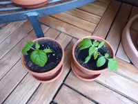 P1010484.webp