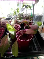 P4130377.webp