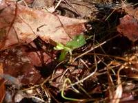P4130382.webp
