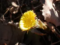 P4130391.webp