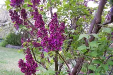 100_3803.webp