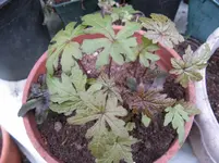 009_1067x800.webp
