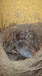 amsel.webp
