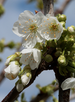 Kirschbaum_Blüte_Knospe_makro_700.JPG