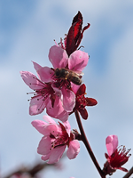 Pfirsich_Blüte_Biene_makro_700.webp