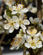 Pflaumenbaum_Blüte_makro_14042017_800.webp