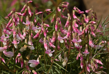 Frühlingsplatterbse_weiss_pink_makro_900.webp