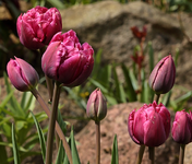 Tulpen_gefüllt_dunkles pink_makro_700.JPG