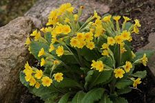 Riesenprimel_gelb_makro_900.webp