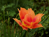 Tulpe_orange_rot_makro_800.webp