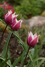 Trio_Tulpen_rot_orange_pink_weiß_makro_700.webp