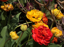 Tulpen_gefüllt_multicolor_makro_700.webp