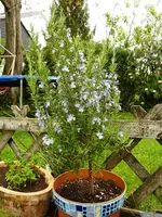 Rosmarinblüten.jpg