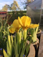 2017-04-16 Iris Nana ...gold.webp