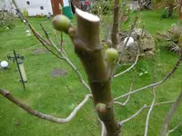 P1000673.webp