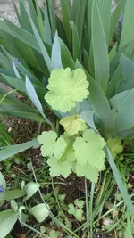 IMG-20170412-WA0000.webp