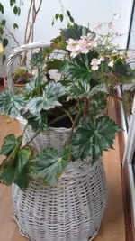SAM_1542.webp
