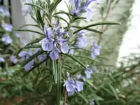DSC09322.webp