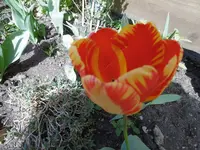 P1000694.webp