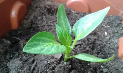 paprika 2017.webp