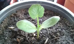 wassermelone 2017.webp