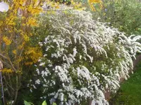 Brautspiere.webp