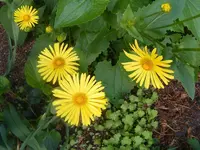 Gamswurz makro.webp