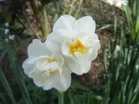 Gefüllte Osterglocken.webp