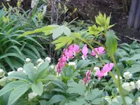 Herzchen.webp