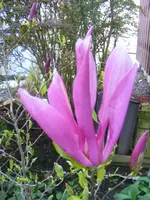 Magnolienblüte.jpg