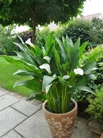 19.6.2015 Lorbeerblätter und Blumen 011.webp