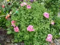 SAM_7855a.webp