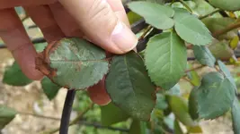 DSCF1748.webp