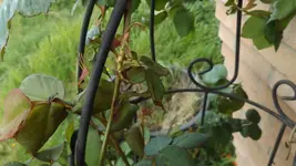 DSCF1750.webp