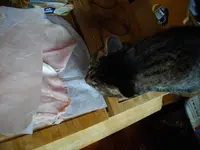 IMGP4813.webp