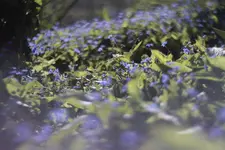 _MG_7230.webp