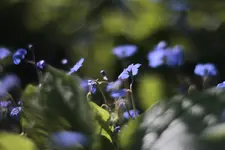 _MG_7231.webp