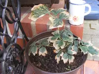 Baumpfingstrose.webp