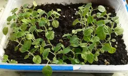 physalis.webp