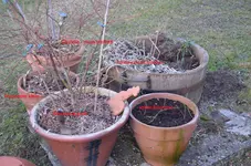 2017-04-18 Blaubeerecke mit Beschriftung.webp