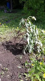 strauchpäonie.jpg