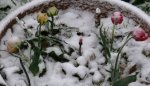 TulpenSchnee.jpg