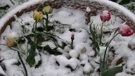 TulpenSchnee.webp